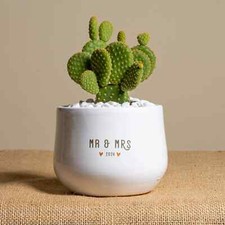 Cactus msr usato  Italia