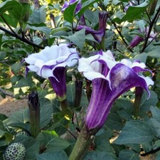 Angel trumpet datura for sale  READING
