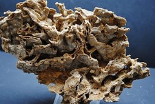 Fossilien korallen seeigel gebraucht kaufen  Heidenheim an der Brenz