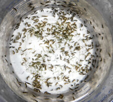 1000 amphipods copepods for sale  Okeechobee