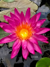 Rare hot pink for sale  Corpus Christi