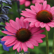 Echinacea hardy perennial for sale  IPSWICH