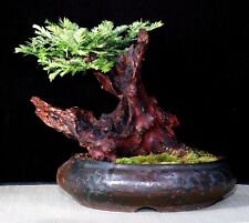 Sequoia sempreverde sequoia usato  Italia