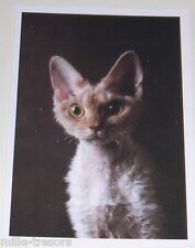 Carte postale photo d'occasion  Ham