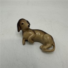dachshund puppies for sale dachshund puppies for sale DUMFRIES