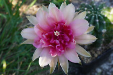 Echinopsis trichocereus hybrid for sale  Shipping to Ireland