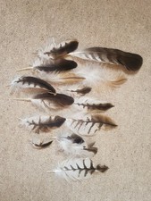 craft feathers for sale craft feathers for sale MARLOW