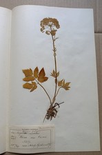 Usado, Antigo herbário finlandês botânico prensado espécime decorativo de 1900 comprar usado  Enviando para Brazil