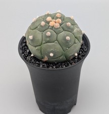 Astrophytum kikko lizard gebraucht kaufen  Bernau