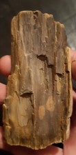 Bois fossilisé oise d'occasion  Senlis