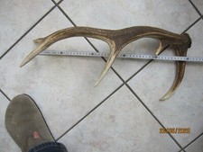 Abwurfstange rothirsch geweihs gebraucht kaufen  Bad Wildbad