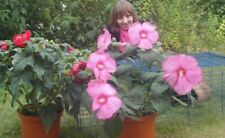 Riesen hibiskus hibiscus gebraucht kaufen  Kaiserslautern