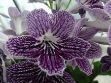 Streptocarpus mishka for sale  MAIDENHEAD