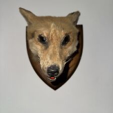 Taxidermy fox head for sale  WELLINGTON