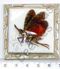 *** BEETLES, (252426) , Fulgoridae, Pyrops pagensis, Tailândia **** comprar usado  Enviando para Brazil