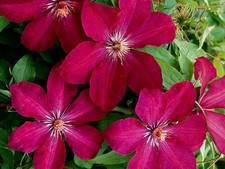 Pianta clematide clematis usato  Torre Canavese