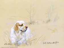 Clumber spaniel print for sale  WARWICK