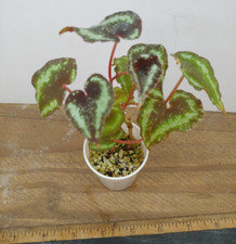Begonia curtisii milky for sale  Lexington