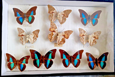 Boite entomologique 39x26 d'occasion  Nantes-