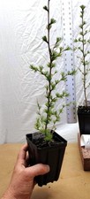 Japanese larch year d'occasion  Expédié en Belgium