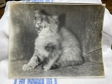 1930s tortoiseshell cat for sale  Washington