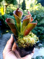 heliamphora usato  Guardiagrele