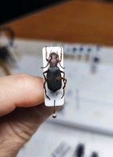 Carabidi brachinine brachinus usato Carabidi brachinine brachinus usato  Trento