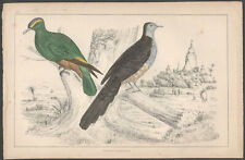 Hand colored english for sale  Northampton