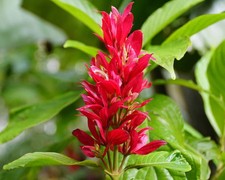 Brazilian cloak tropical for sale  Bowling Green