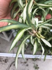 Hawaiian spider plants for sale  Lake Mary