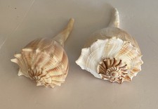Beautiful lightning whelk for sale  Sycamore
