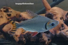 Red fin flag for sale  Raleigh