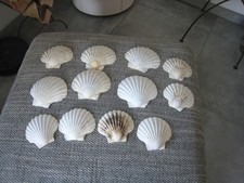 Schöne jakobsmuscheln muschel gebraucht kaufen Schöne jakobsmuscheln muschel gebraucht kaufen  Kehl