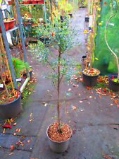 4ft inc. pot for sale  OXFORD