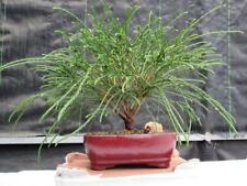 Western red cedar for sale  Freeport