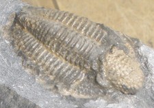 Trilobit karbon gebraucht kaufen  Wuppertal