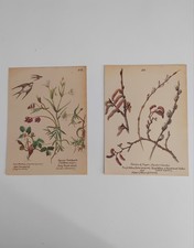 Botanical prints set for sale  BIRKENHEAD