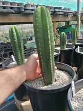 Tric hybrids large for sale  REDRUTH