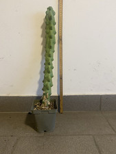 Myrtillocactus geometrizans fu usato  Caravaggio