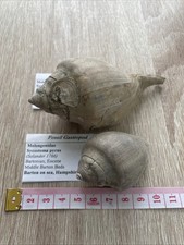 barton fossils for sale barton fossils for sale STALYBRIDGE