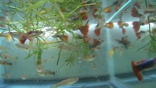 Small breeder set for sale  Brownsville
