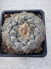 Ario fissus lloydii for sale  Apple Valley