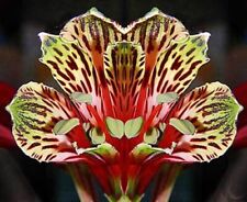 alstroemeria for sale alstroemeria for sale San Francisco
