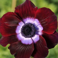 Easy grow italian for sale  USA