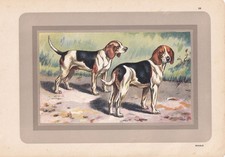 1931 beagle dog for sale  BIDEFORD
