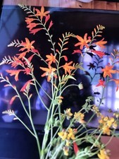 Crocosmia plant bright for sale  Beacon