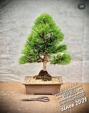 Pinus leucodermis campana usato  Spedire a Italy