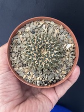 Rare cactus caudex d'occasion Rare cactus caudex d'occasion  Aire-sur-l'Adour