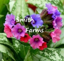 Seeds silver bouquet for sale  Grandview