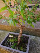 Magnifique bonsai saule d'occasion  Urbès